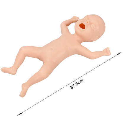 Premature Infant Model Size, 30 Weeks Old