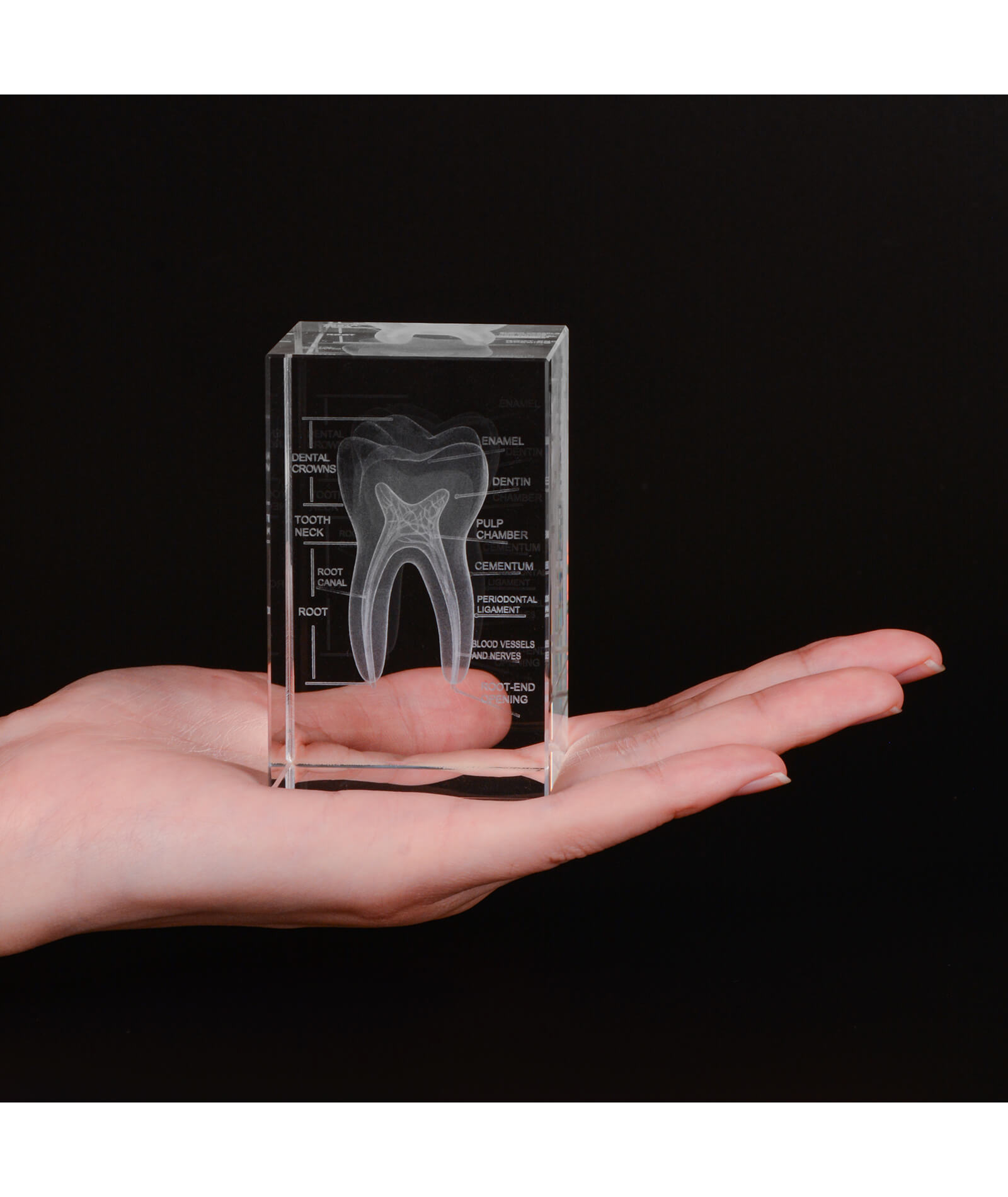 3D Crystal Tooth Model with Labeled Anatomy, Dentist Gift
