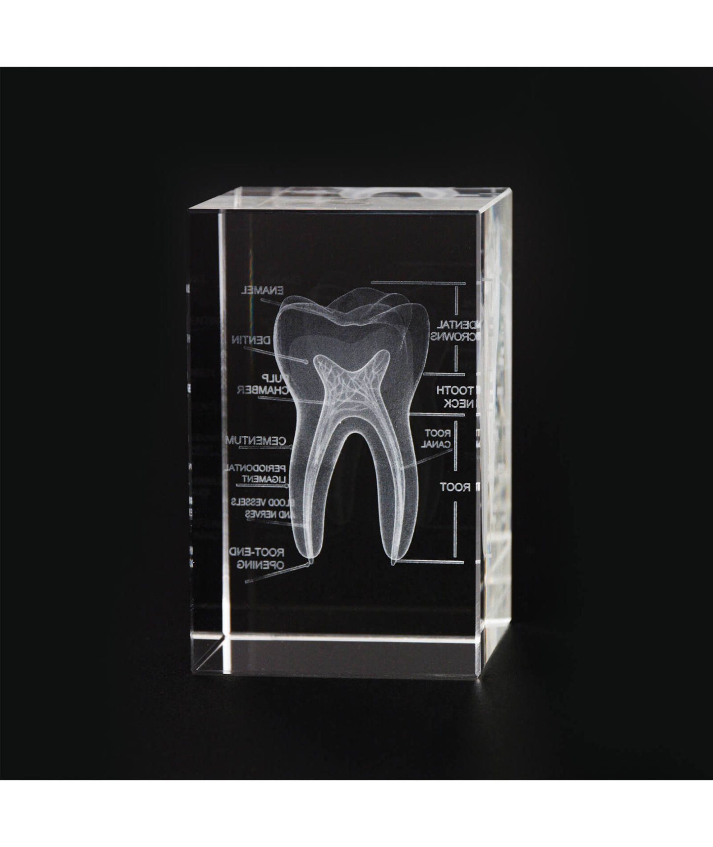 3D Crystal Tooth Model with Labeled Anatomy, Dentist Gift