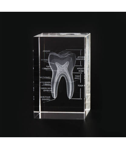 3D Crystal Tooth Model with Labeled Anatomy, Dentist Gift