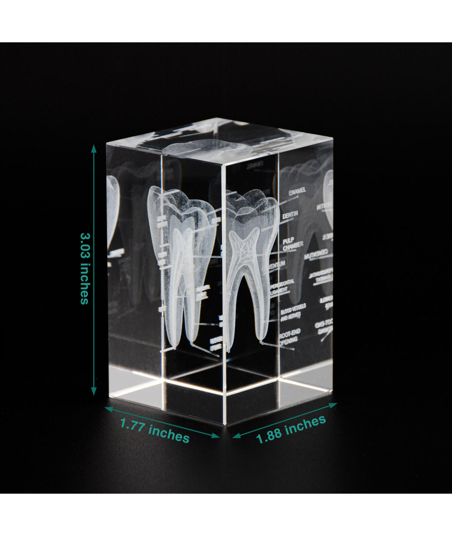 3D Crystal Tooth Model with Labeled Anatomy, Dentist Gift