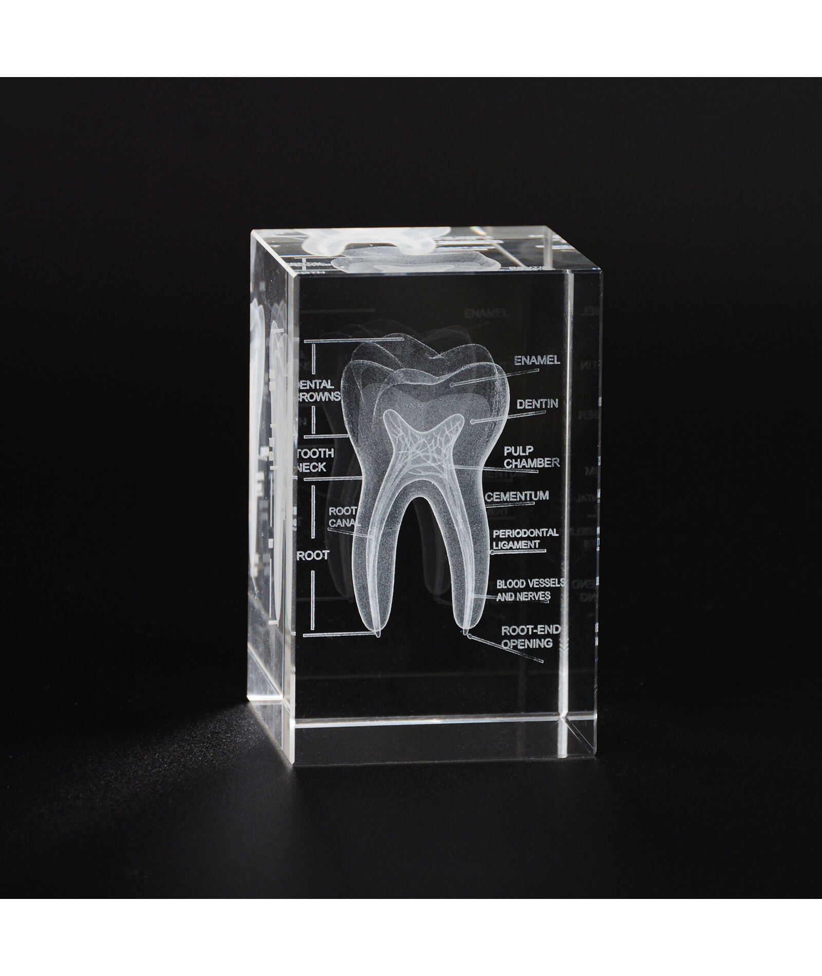 3D Crystal Tooth Model with Labeled Anatomy, Dentist Gift