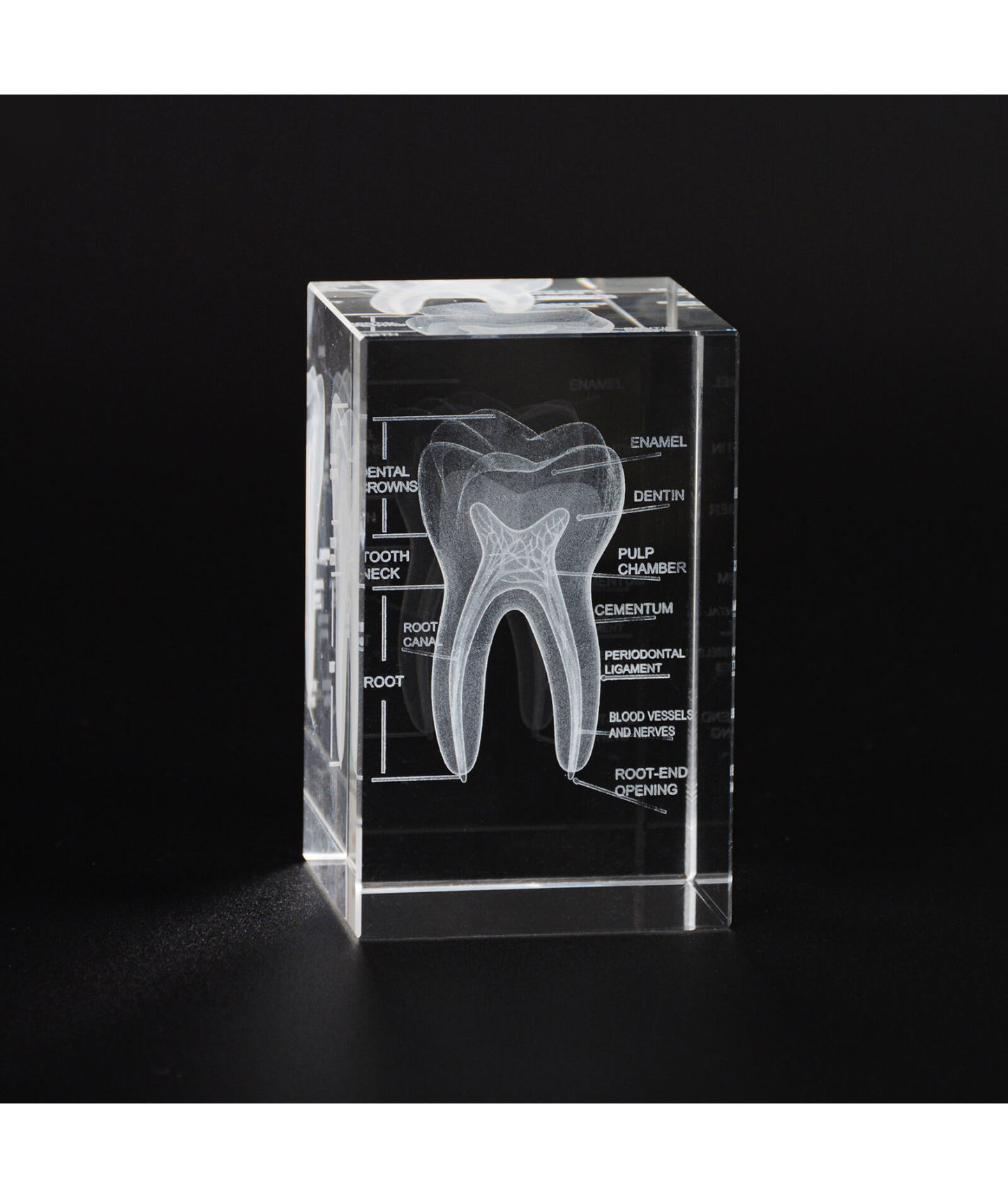 3D Crystal Tooth Model with Labeled Anatomy, Dentist Gift