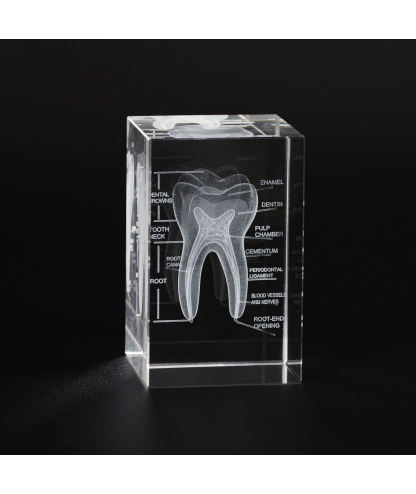 3D Crystal Tooth Model with Labeled Anatomy, Dentist Gift