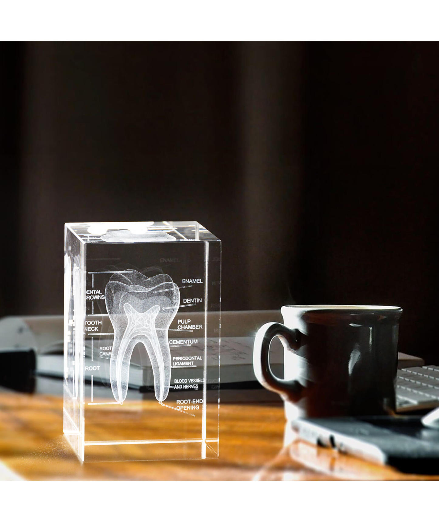 3D Crystal Tooth Model with Labeled Anatomy, Dentist Gift