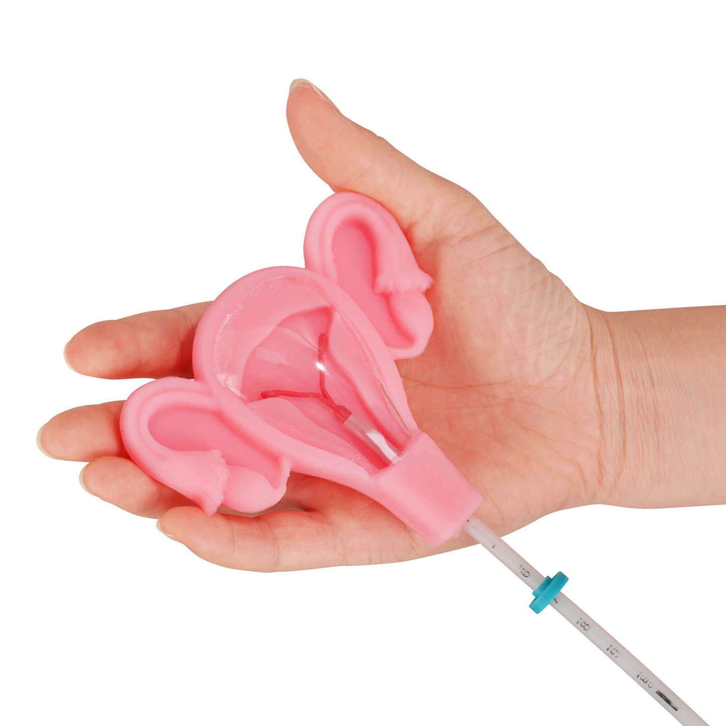 3D Uterus IUD Placement Training Model
