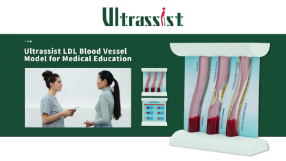 Ultrassist LDL Blood Vessel Model Dynamic for Medical Education