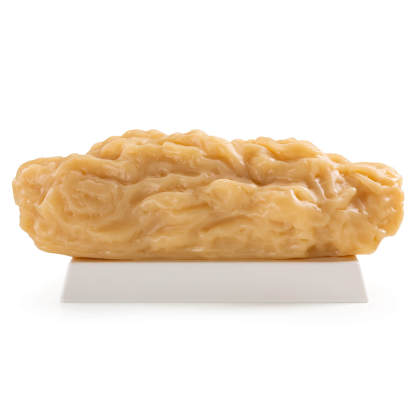 5 lbs Body Fat Replica Visual Reminder and Motivation