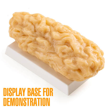 5 lbs Body Fat Replica Visual Reminder and Motivation