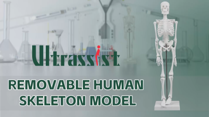 Portable Human Anatomy Skeleton Model (17" / 45 cm)