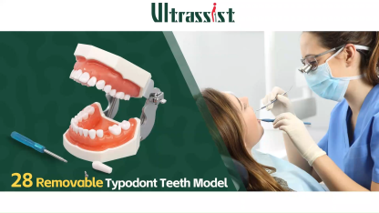 Typodont Teeth Model with 28 Detachable Teeth for Dental Hygiene students