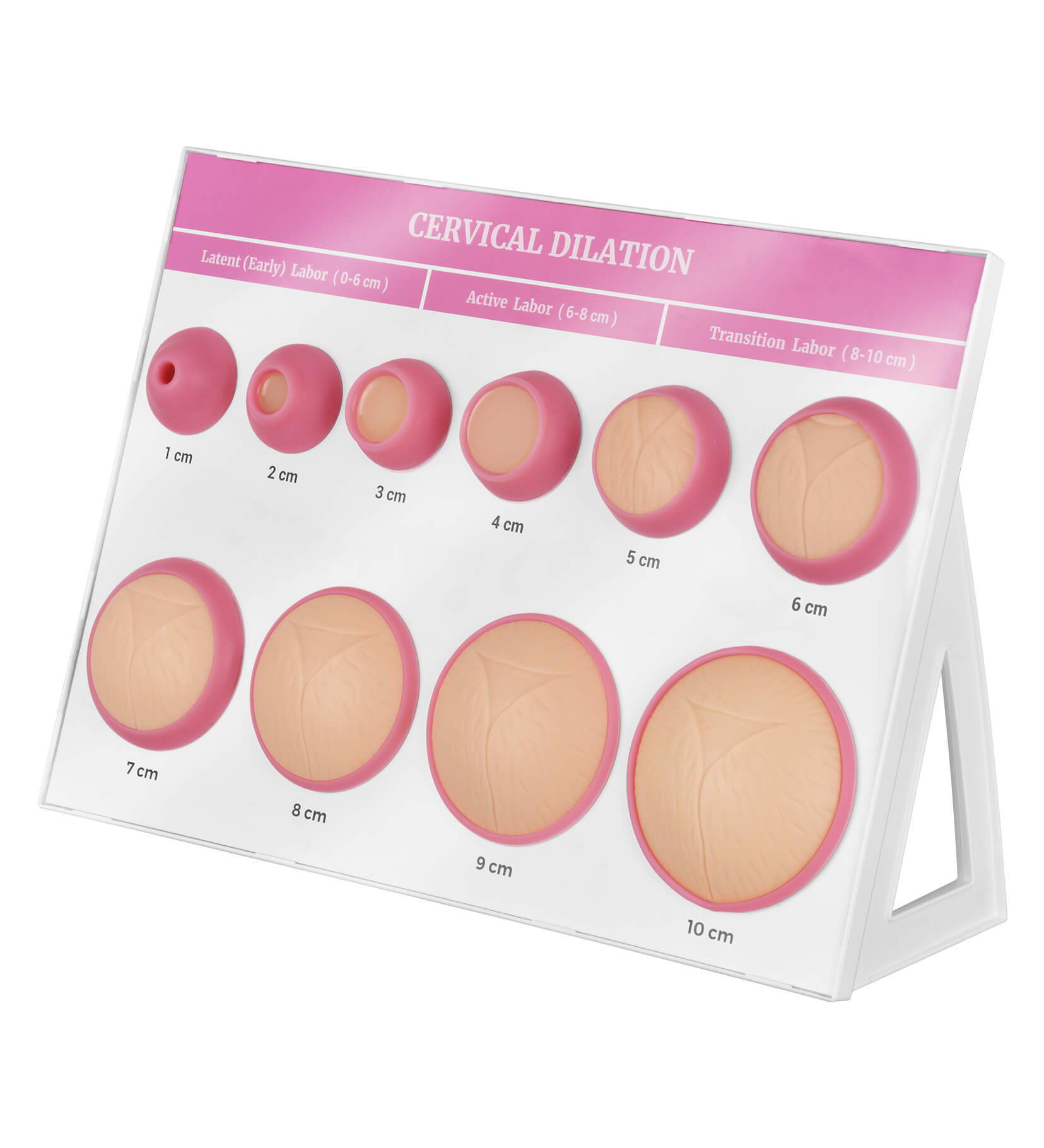 Cervical Dilation Model Set with Effacement Stages (1–10 cm)