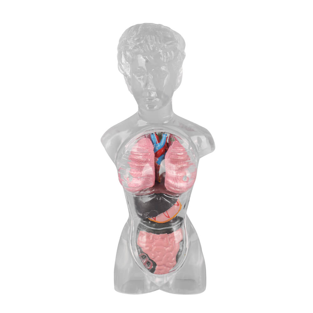 18cm Female Transparent Anatomical Torso Model with Removable Organs