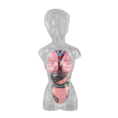 18cm Female Transparent Anatomical Torso Model with Removable Organs