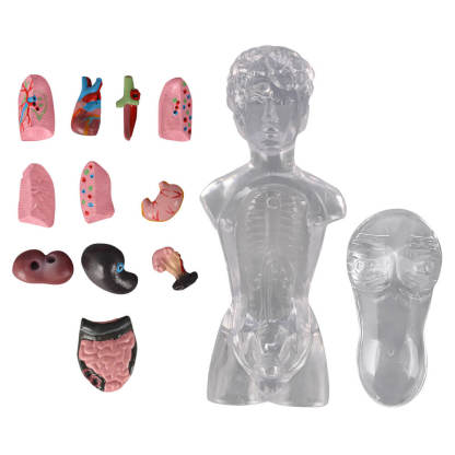 18cm Female Transparent Anatomical Torso Model with Removable Organs
