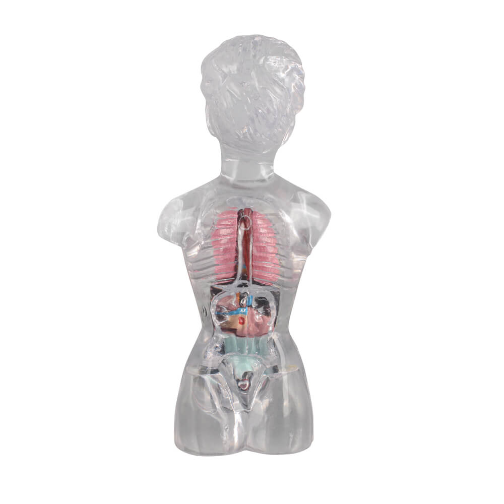 18cm Female Transparent Anatomical Torso Model with Removable