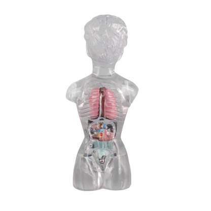 18cm Female Transparent Anatomical Torso Model with Removable Organs