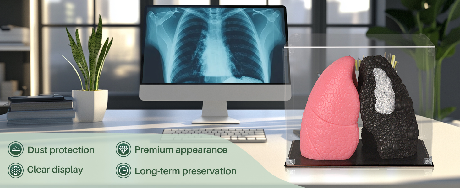 Ultrassist Healthy Lung vs. Smokers Lung Model Set