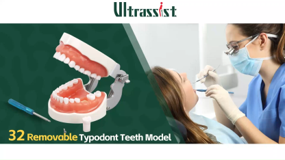 Typodont Teeth Model with 32 Removable Teeth for Dental Hygiene Students