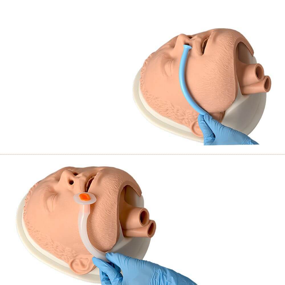 Adult Airway Management Trainer Manikin Head