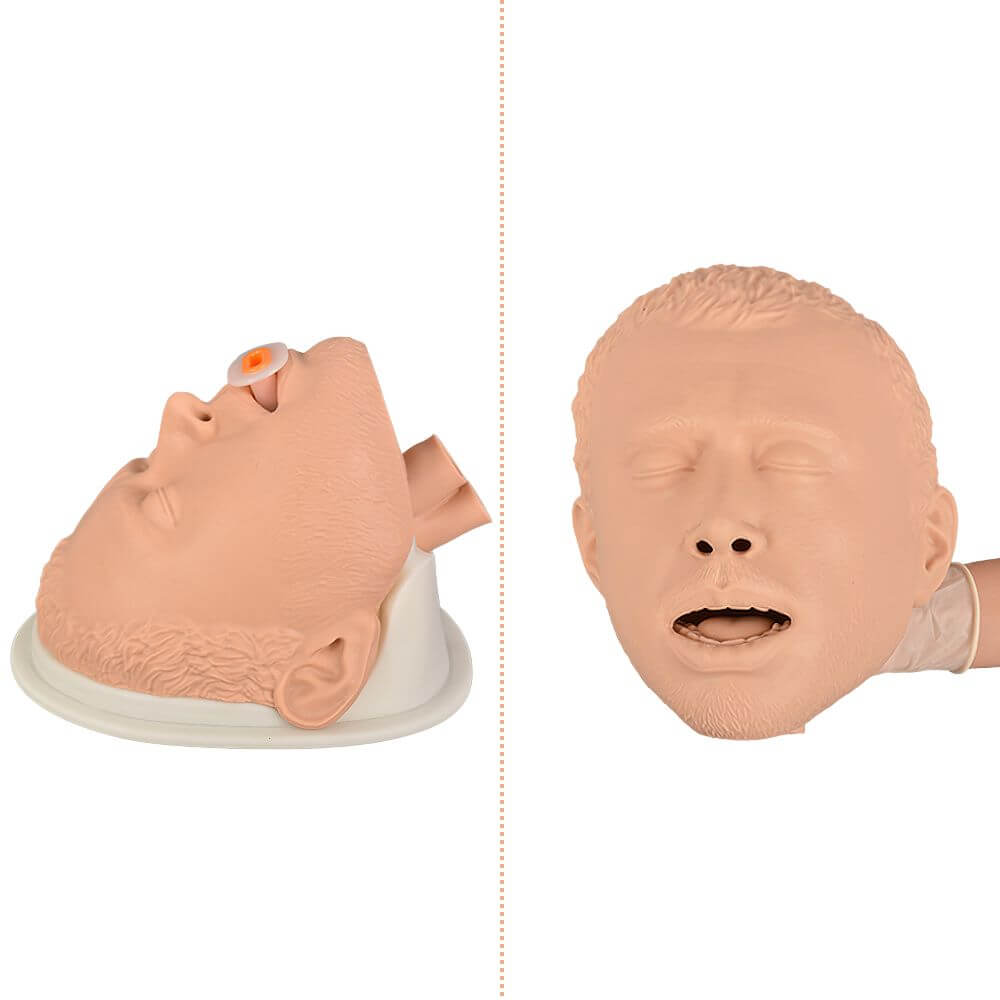 Adult Airway Management Trainer Manikin Head