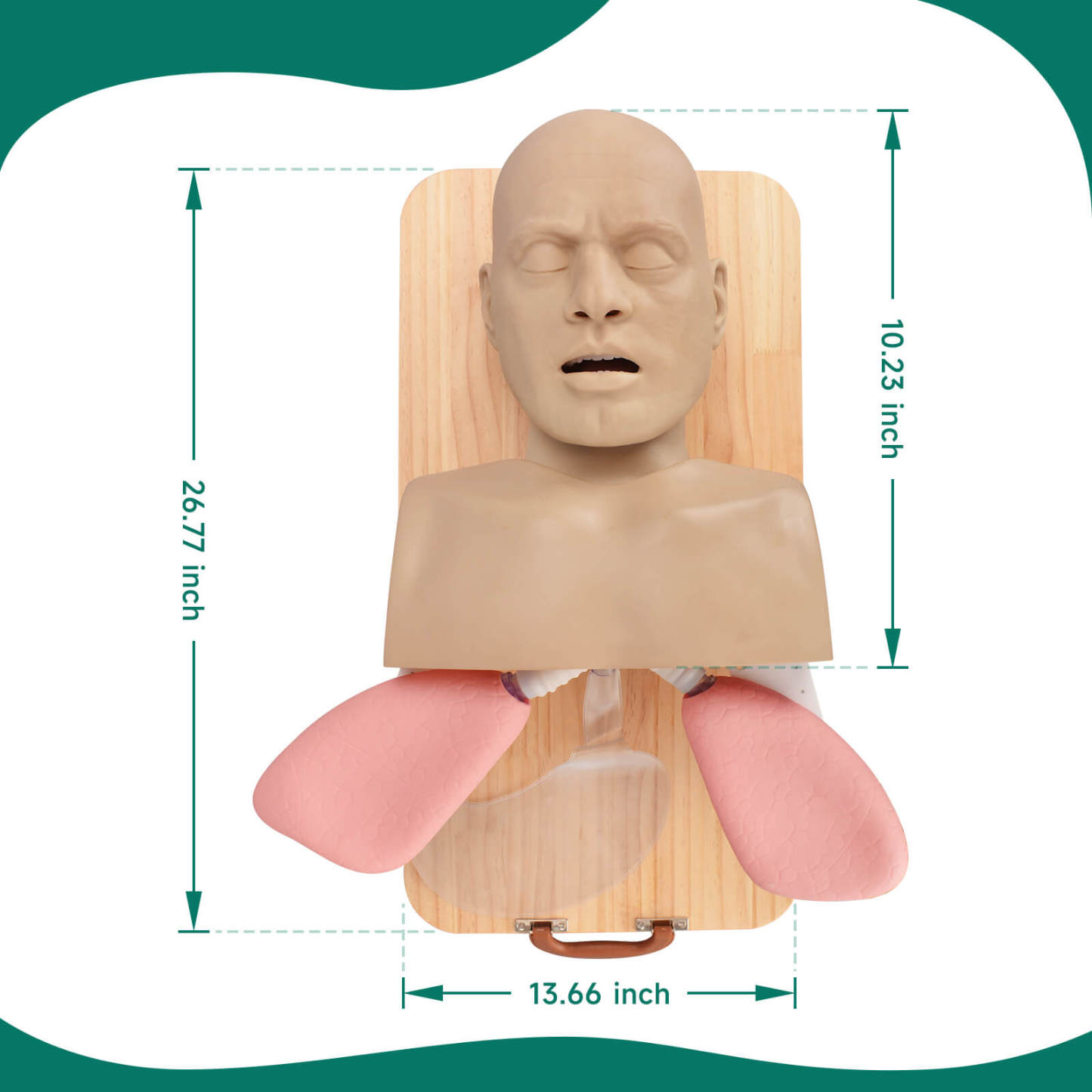 Ultrassist Advanced Adult Airway Manikin for Intubation & Ventilation