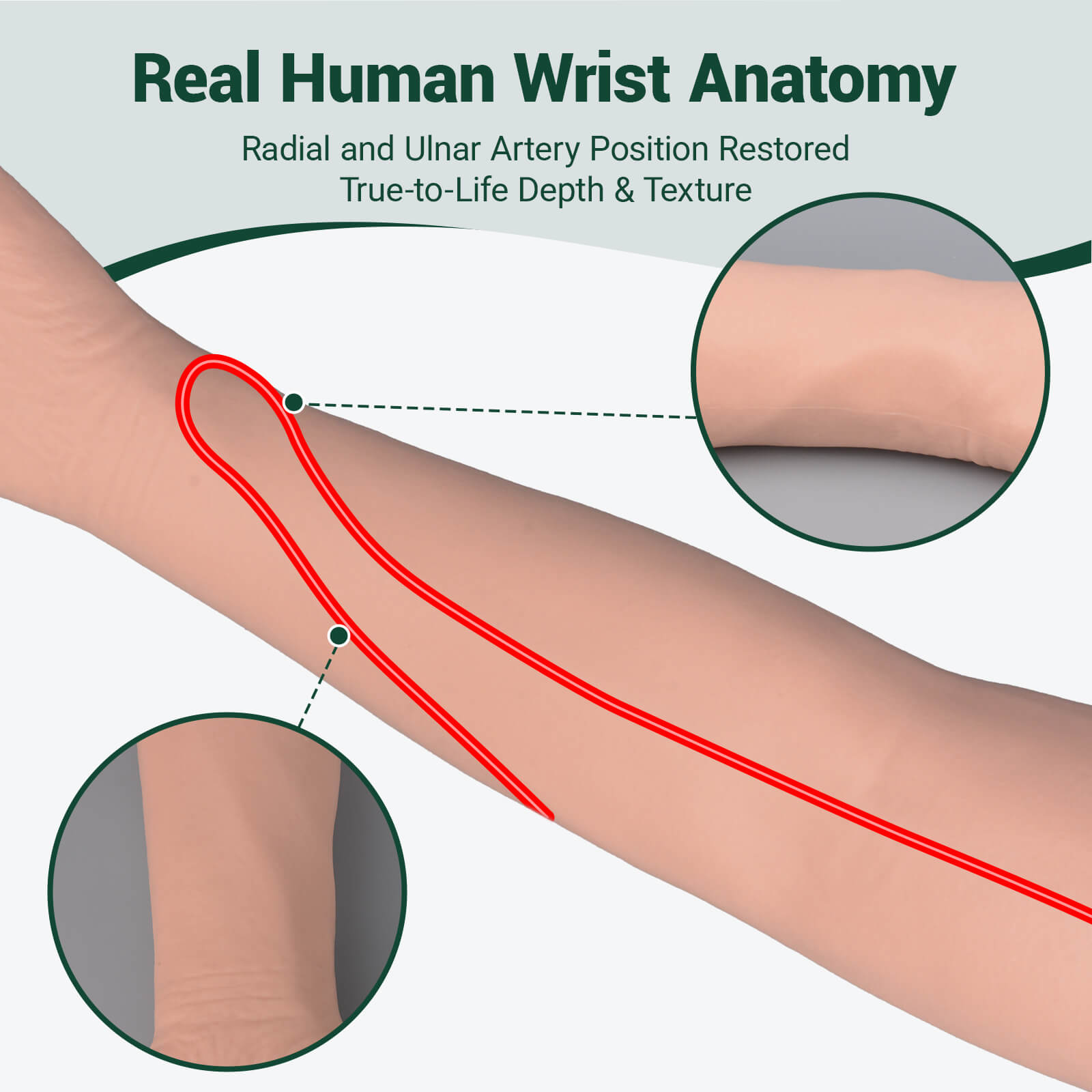 Radial & Ulnar Artery Puncture Training Arm