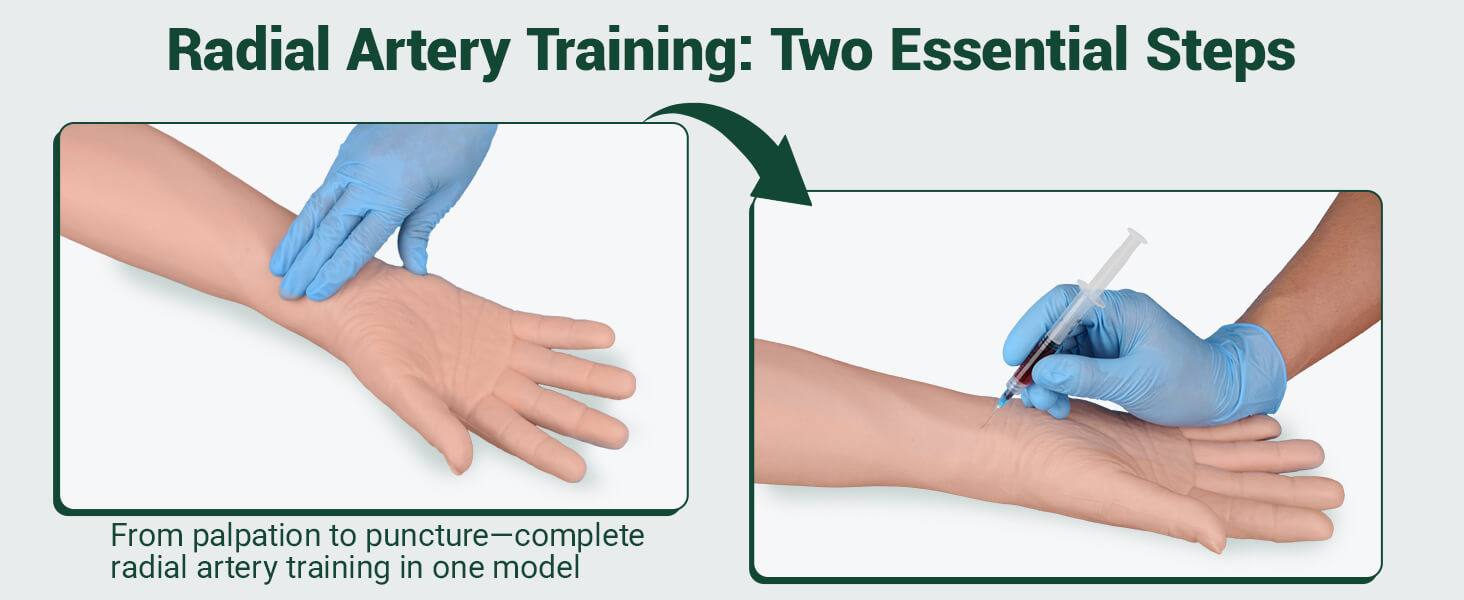 Radial & Ulnar Artery Puncture Training Arm