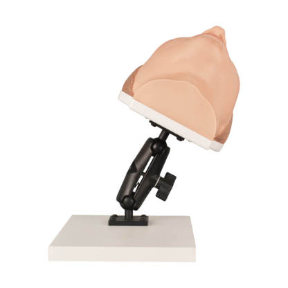 Asian Female Facial Injection Trainer Head with Adjustable Base