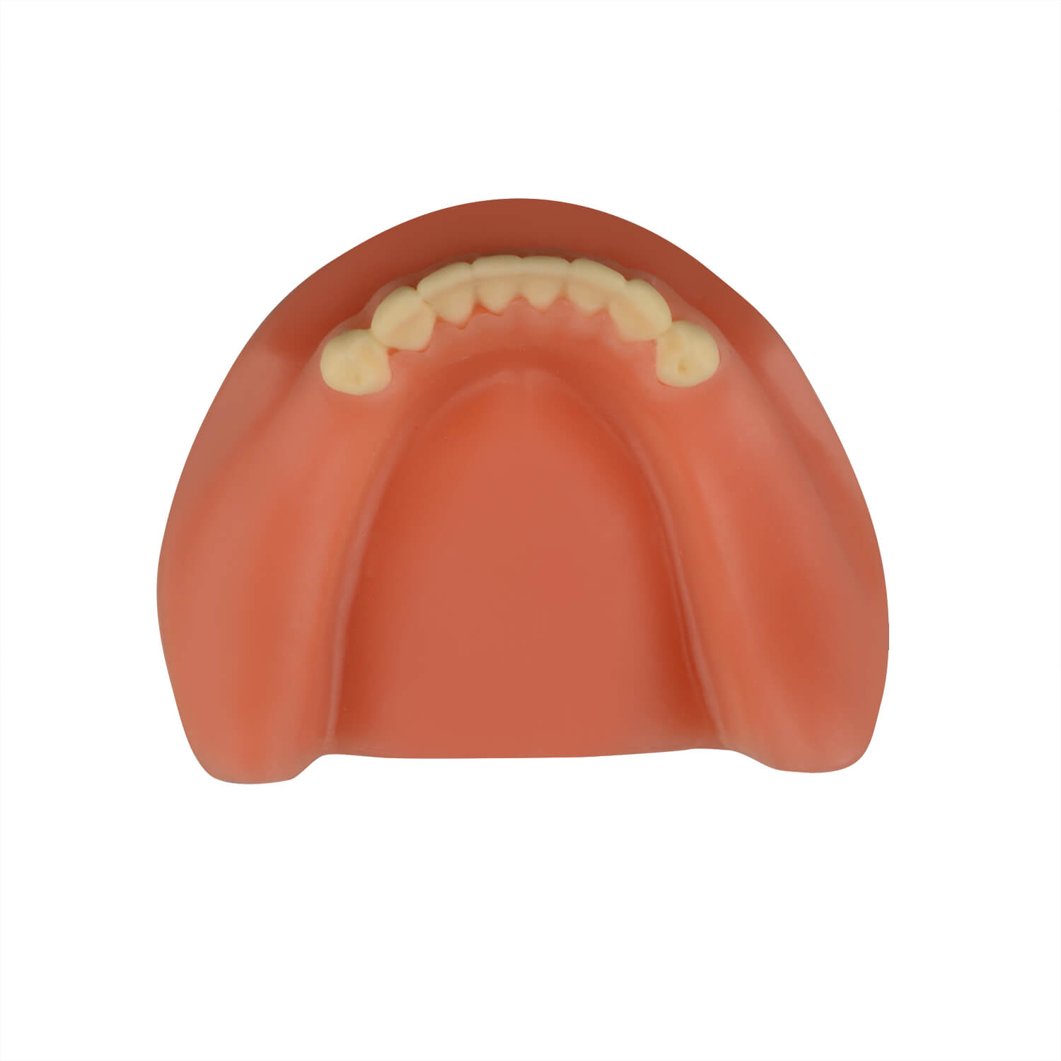 Dental Implant Training Lower Jaw Model with Gingiva, 8 Teeth