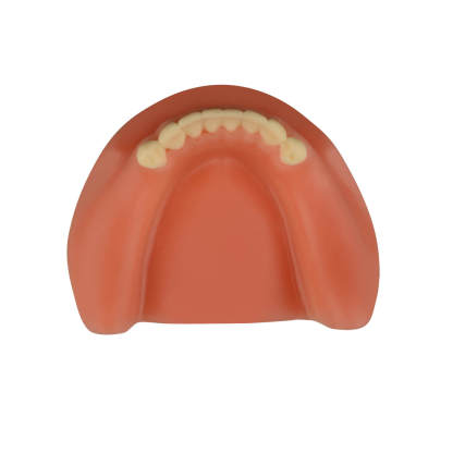 Dental Implant Training Lower Jaw Model with Gingiva, 8 Teeth