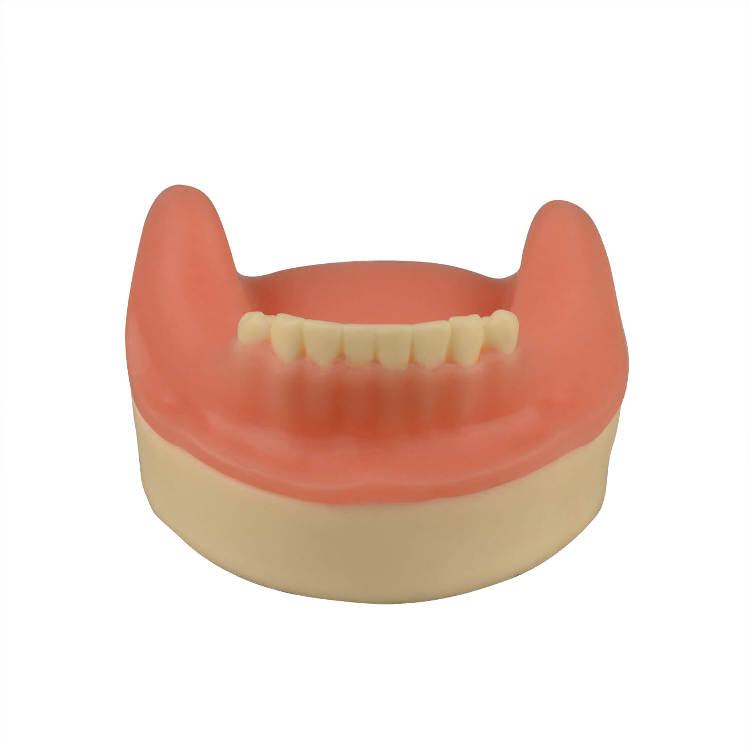 Dental Implant Training Lower Jaw Model with Gingiva, 8 Teeth