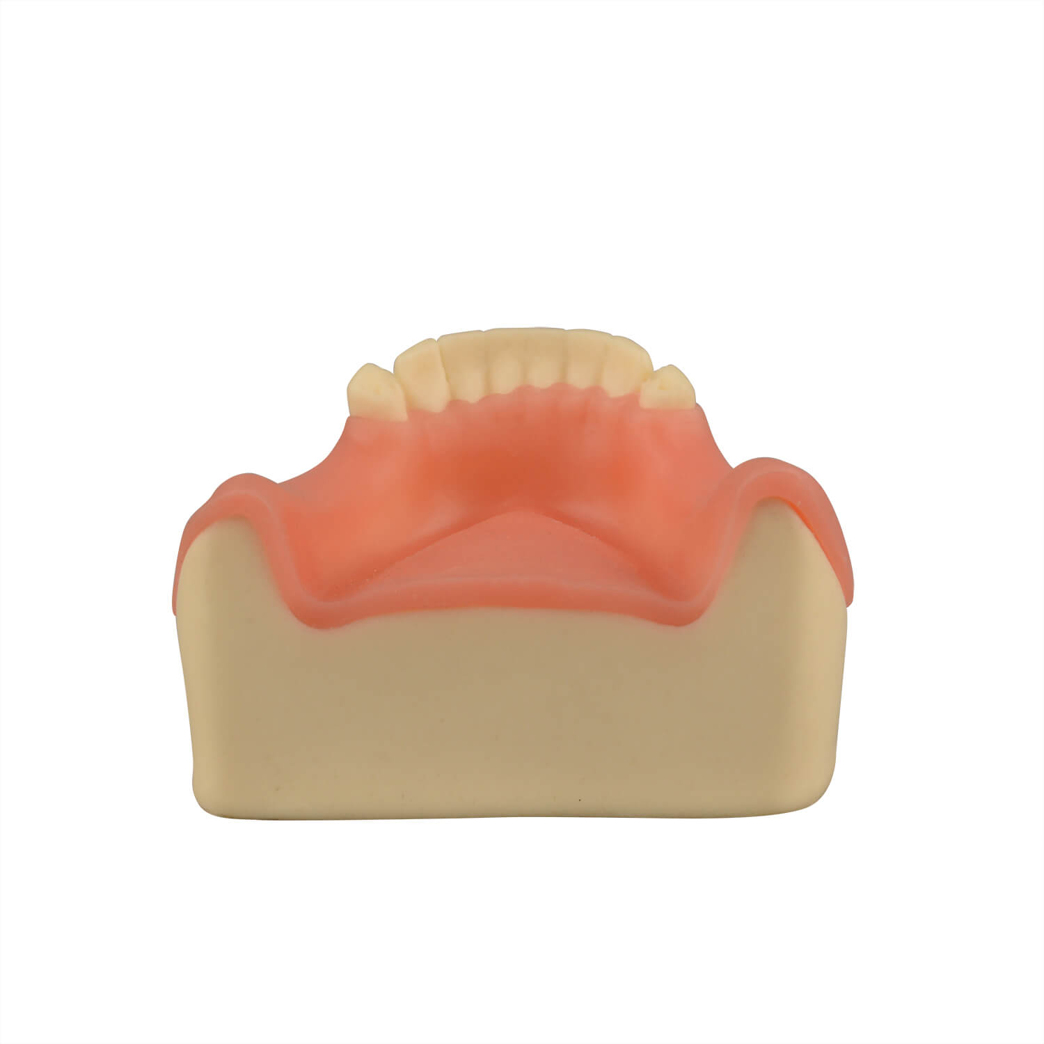 Dental Implant Training Lower Jaw Model with Gingiva, 8 Teeth