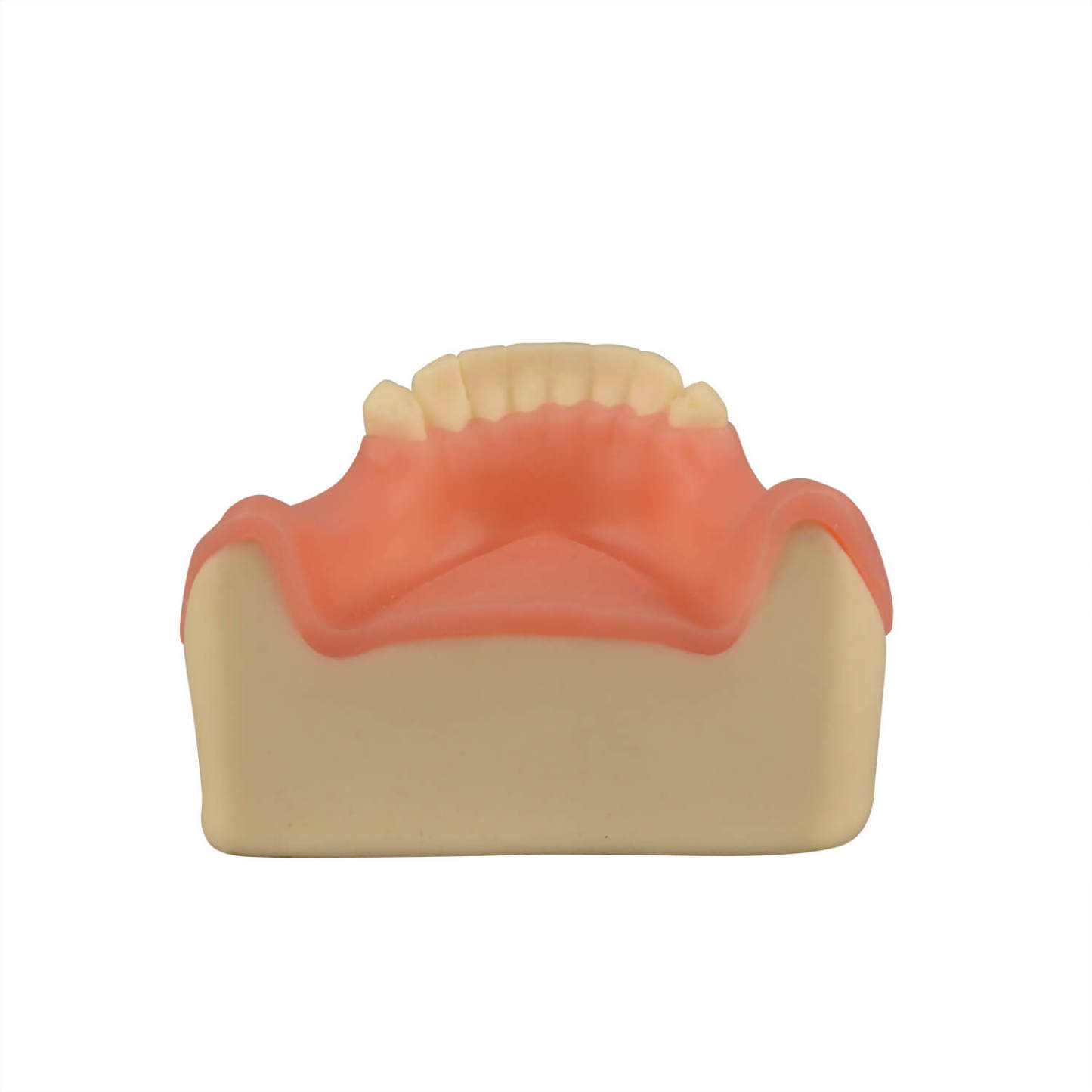 Dental Implant Training Lower Jaw Model with Gingiva, 8 Teeth