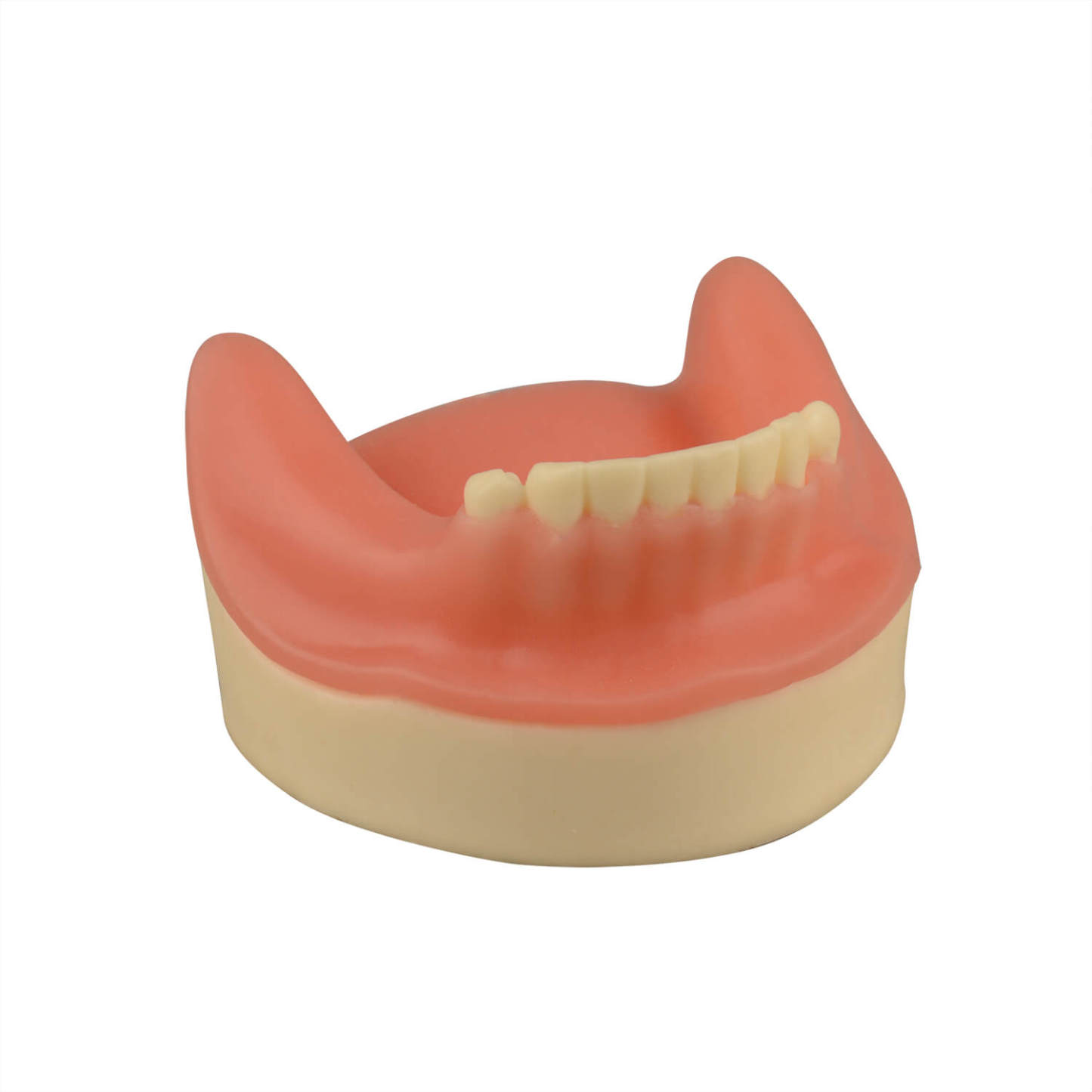 Dental Implant Training Lower Jaw Model with Gingiva, 8 Teeth