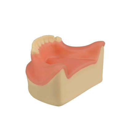 Dental Implant Training Lower Jaw Model with Gingiva, 8 Teeth