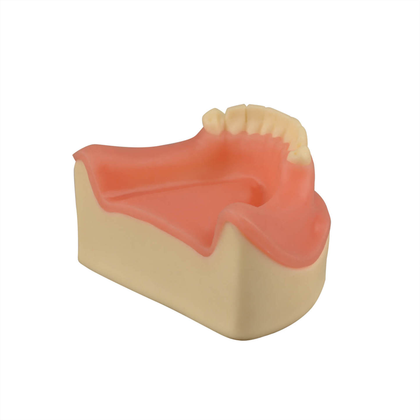 Dental Implant Training Lower Jaw Model with Gingiva, 8 Teeth