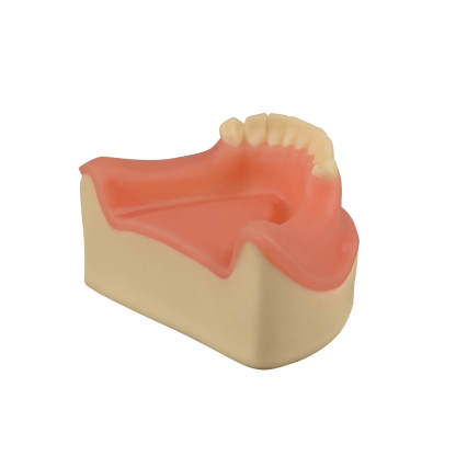 Dental Implant Training Lower Jaw Model with Gingiva, 8 Teeth