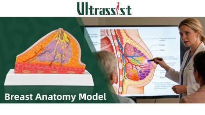 Ultrassist Silicone Breast Cross-Section Model - Female Breast Anatomy Model for Patient Education