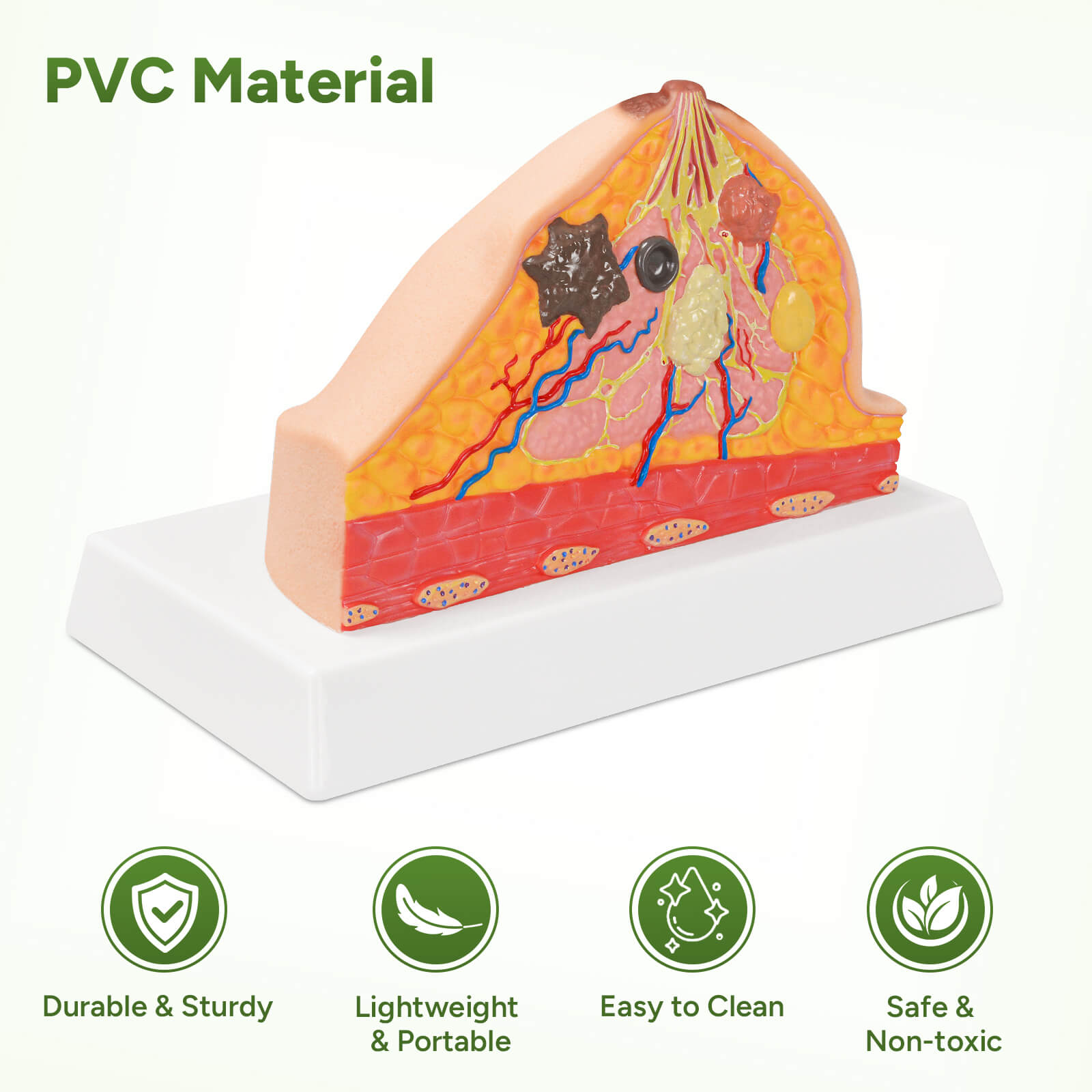 Anatomical Breast Model with Common Pathologies (Cross-Section)