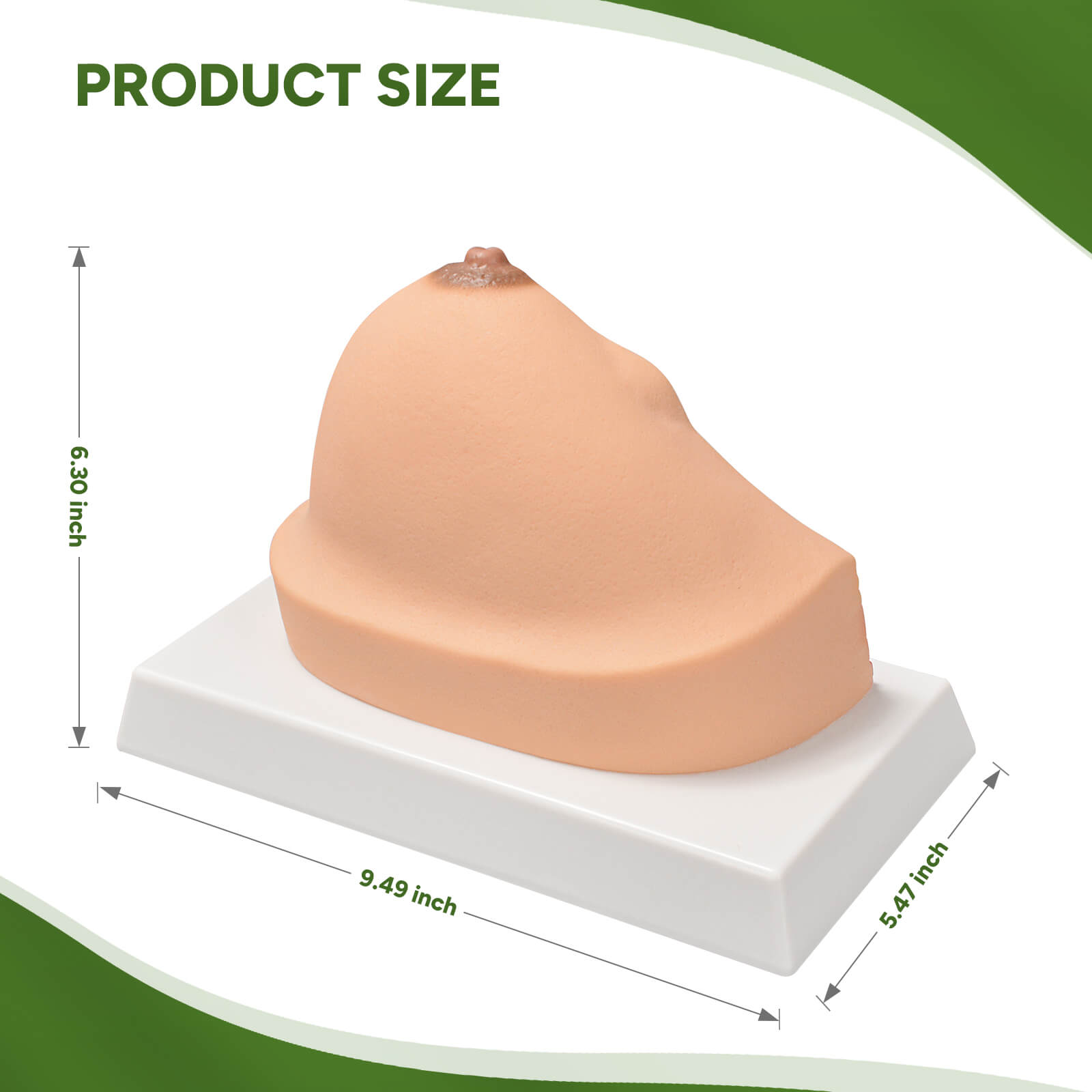 Anatomical Breast Model with Common Pathologies (Cross-Section)