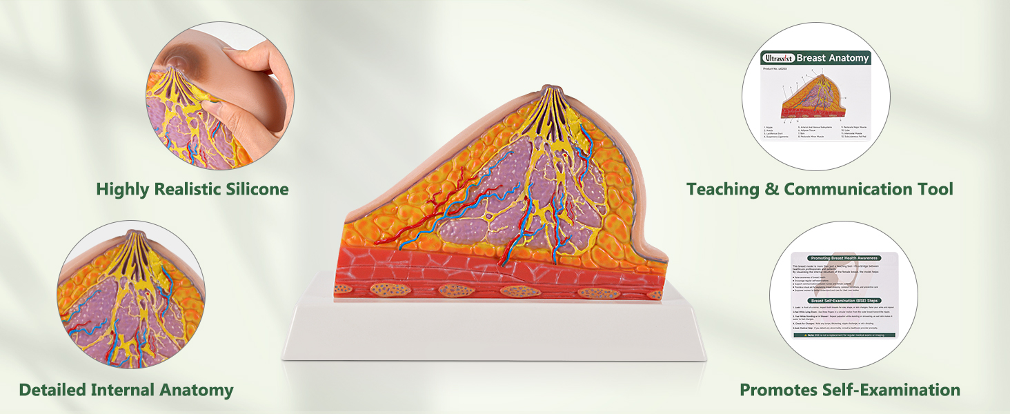 Ultrassist Silicone Breast Cross-Section Model &ndash; Normal Female Breast Anatomy for Medical Training & Patient Education