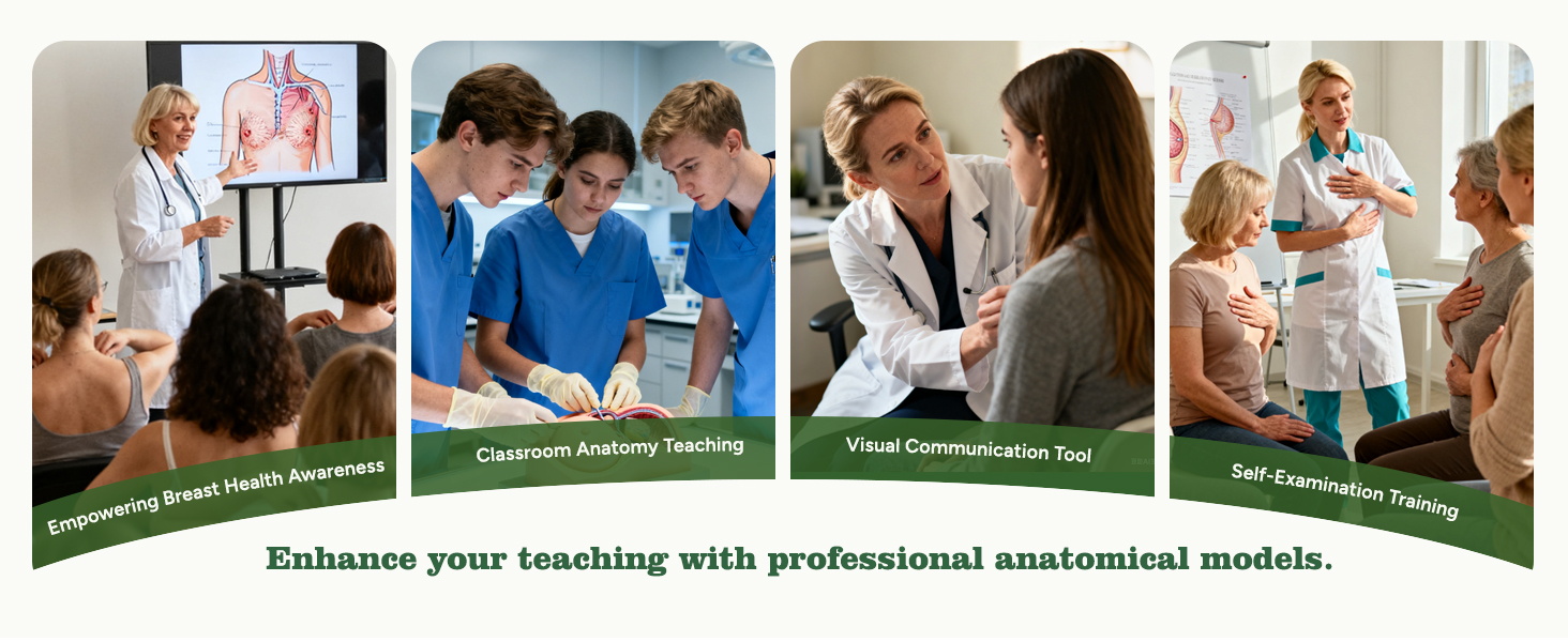 Anatomical Breast Model for Medical Teaching