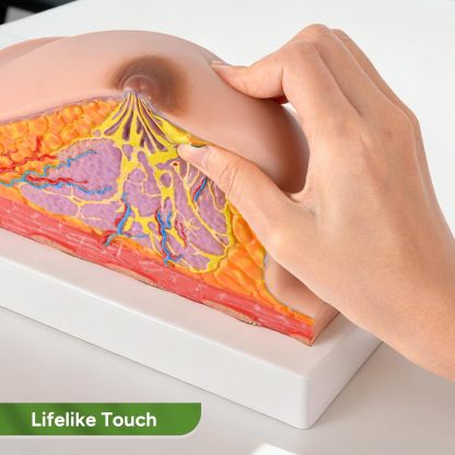 Ultrassist Silicone Breast Cross-Section Model - Female Breast Anatomy