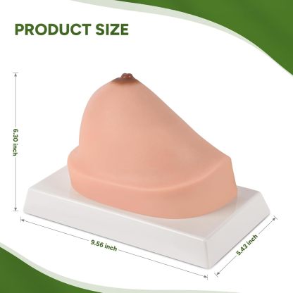 Ultrassist Silicone Breast Cross-Section Model - Female Breast Anatomy