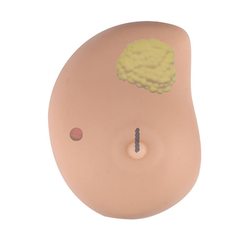 Mini-Breast BSE Model, Beige