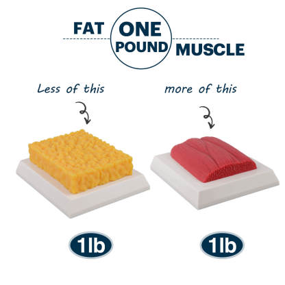 1 Lb Food-Grade Silicone Human Muscle Replica - Fitness Motivation & Educational Tool