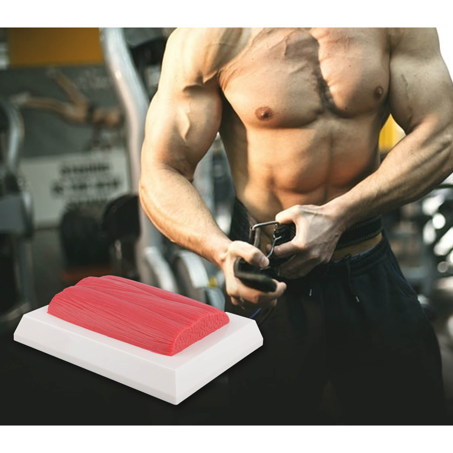 1 Lb Food-Grade Silicone Human Muscle Replica - Fitness Motivation & Educational Tool