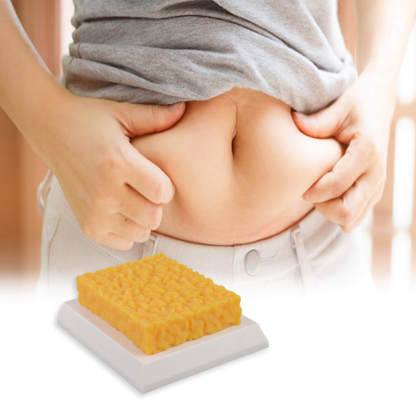 Authentic 1-Pound Square Human Fat Replica for Fitness Motivation & Education