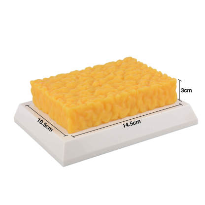 Authentic 1-Pound Square Human Fat Replica for Fitness Motivation & Education